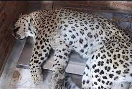 .jpg - پلنگ قائمشهر تلف شد