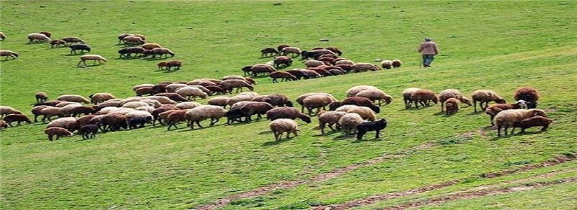 فشار مضاعف بر جنگل‌ها با افزایش بهای گوشت قرمز در کشور