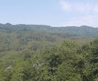 هجوم سوسک برگخوار به درختان توسکا جنگل مادیان گوابر اطاقور شهرستان لنگرود