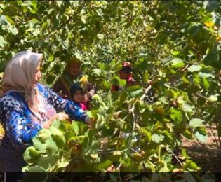 ضرورت گذر از باغداری سنتی/ تولید فندق در باغات جدید ۳ برابر است