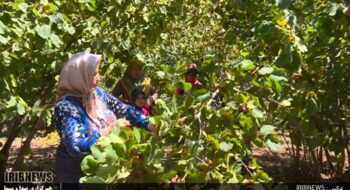 ضرورت گذر از باغداری سنتی/ تولید فندق در باغات جدید ۳ برابر است