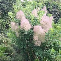 تاریخچه ی روز درختکاری