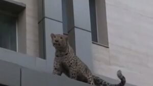 پلنگ قائمشهر تلف شد