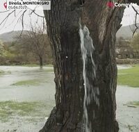 چشمۀ آبی که از درخت توت ۱۵۰ ساله می‌جوشد/ فیلم
