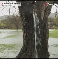 چشمۀ آبی که از درخت توت ۱۵۰ ساله می‌جوشد/ فیلم