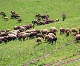 هفت برابر بیش از ظرفیت مجاز از مراتع کشور بهره‌برداری می‌شود!